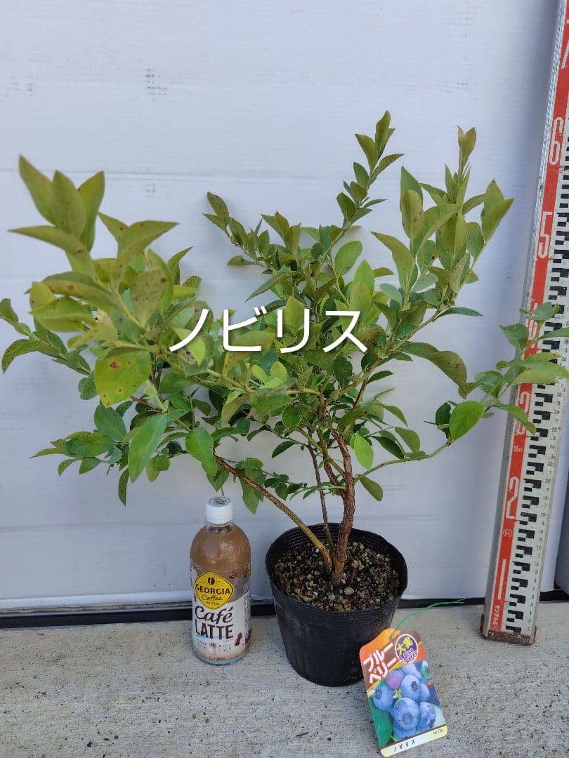 ブルーベリー苗5号ポット20本セット