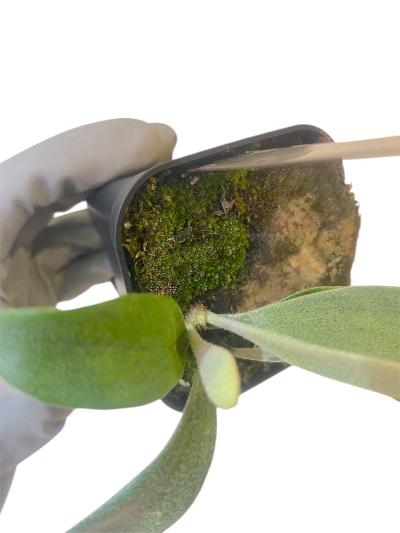 ビカクシダ P. veitchii 'Auburn ' from Lisaw OC