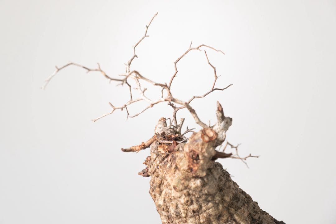 CP118 オペルクリカリア パキプス ベアルート株