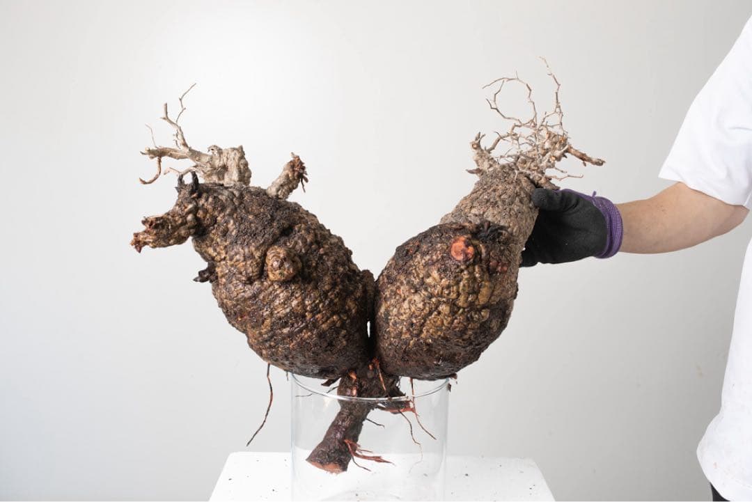 CP118 オペルクリカリア パキプス ベアルート株