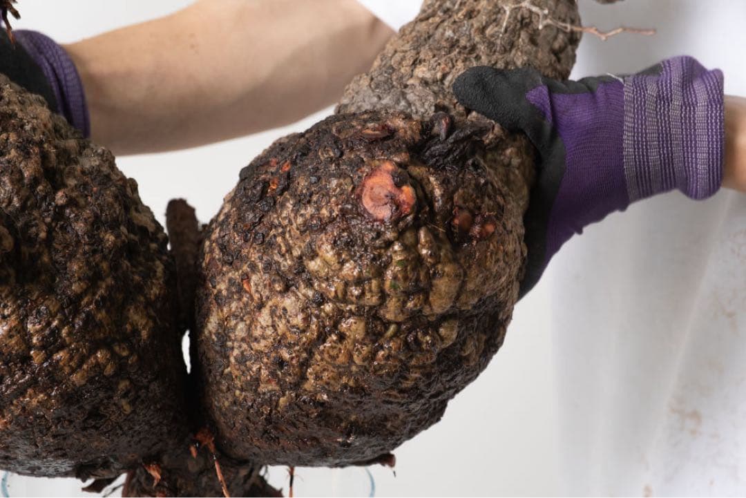 CP118 オペルクリカリア パキプス ベアルート株