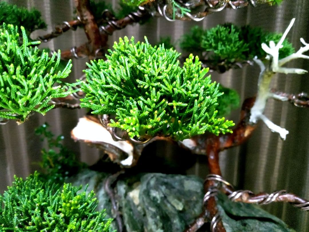 【石付　糸魚川真柏盆栽】　　　　　　　　　⭕最終価格 (値引き不可)