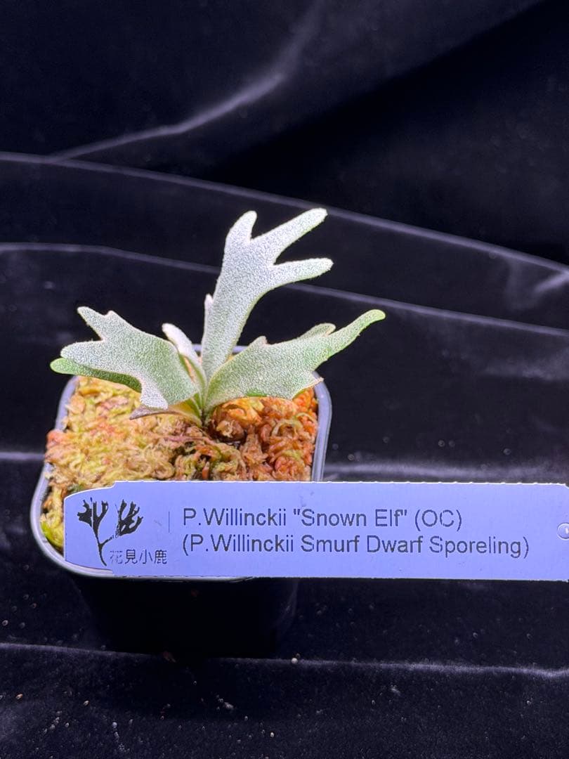 ビカクシダ p. elf OC (from smurf dwarf spore)