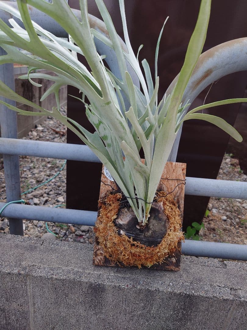 ビカクシダスノークイーンエルサF307 コルク付き