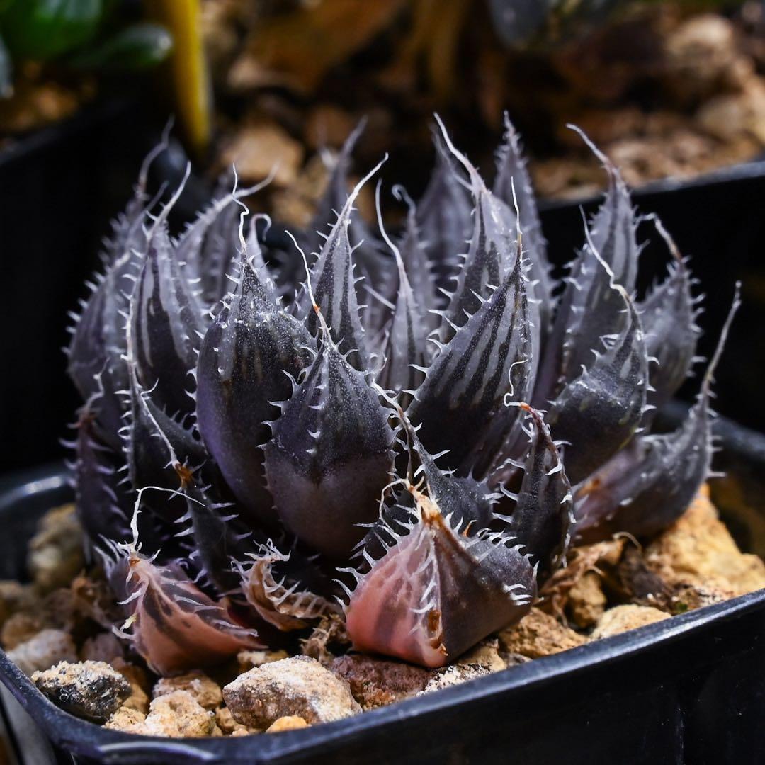 ハオルチア スコーピオン錦