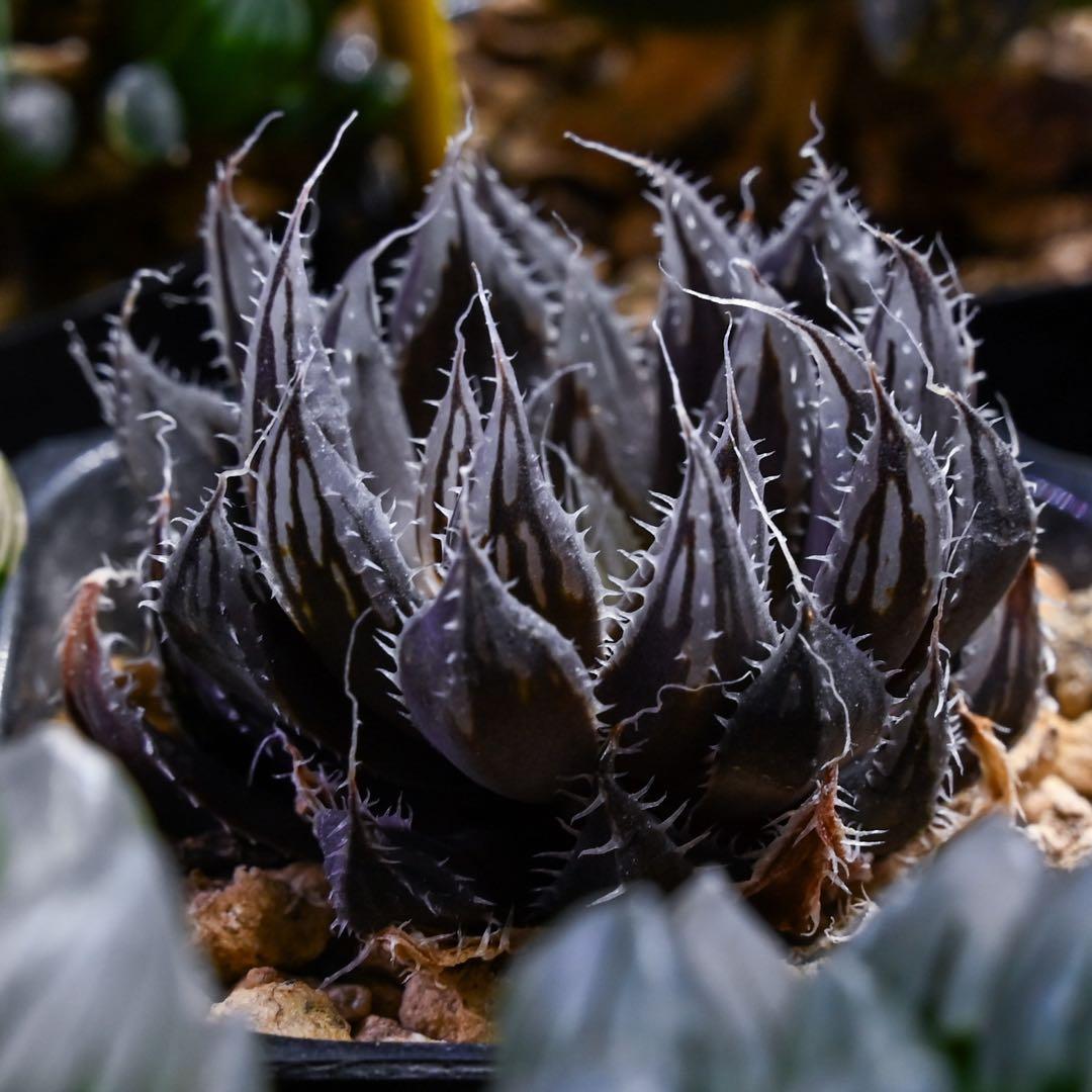 ハオルチア スコーピオン錦