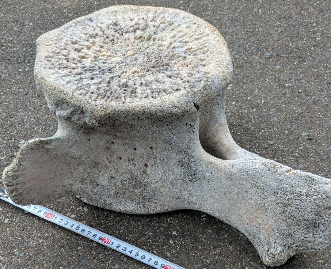 クジラの骨？　海で拾ったバカデカい骨