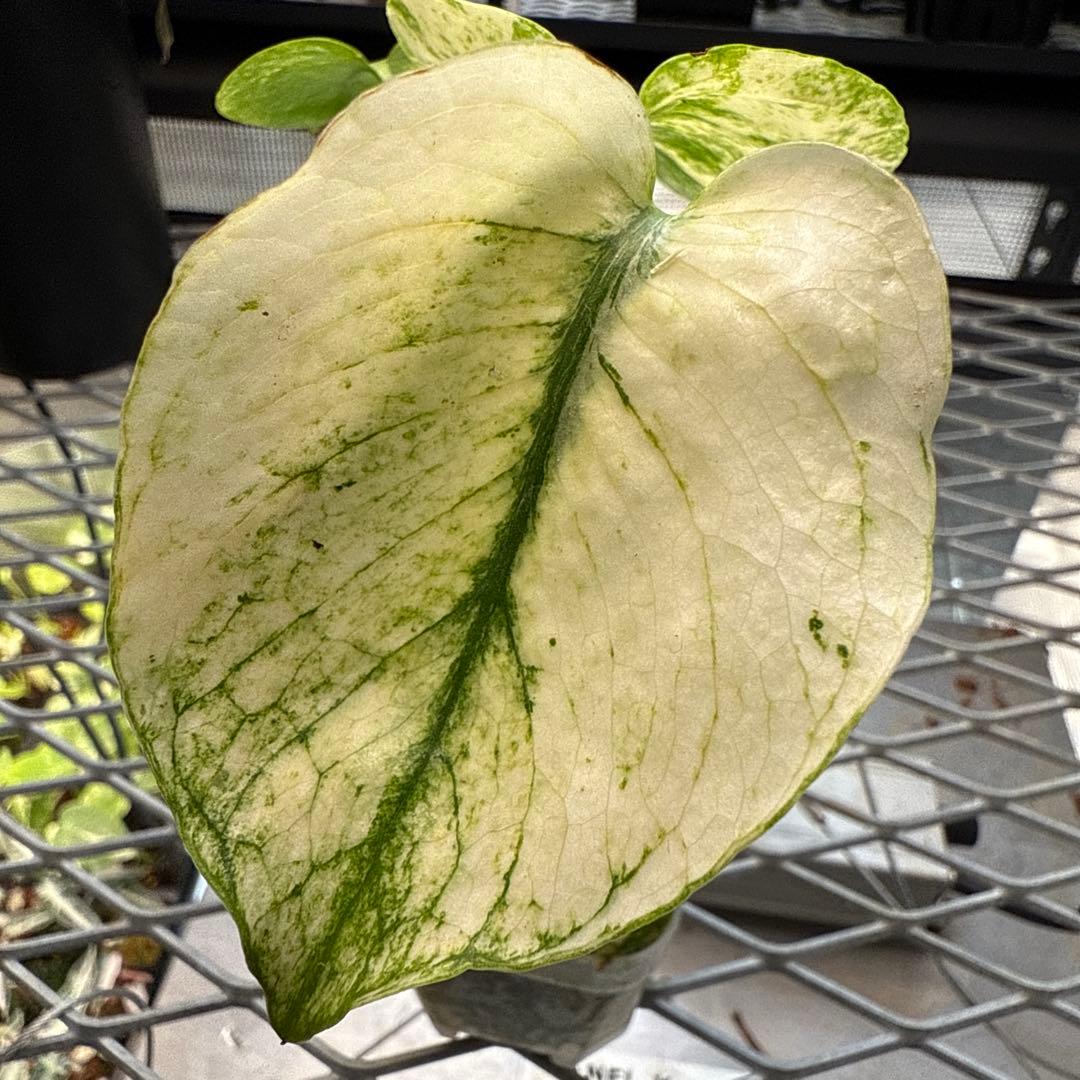 プ*ン様 極上 モンステラ サイアムミント