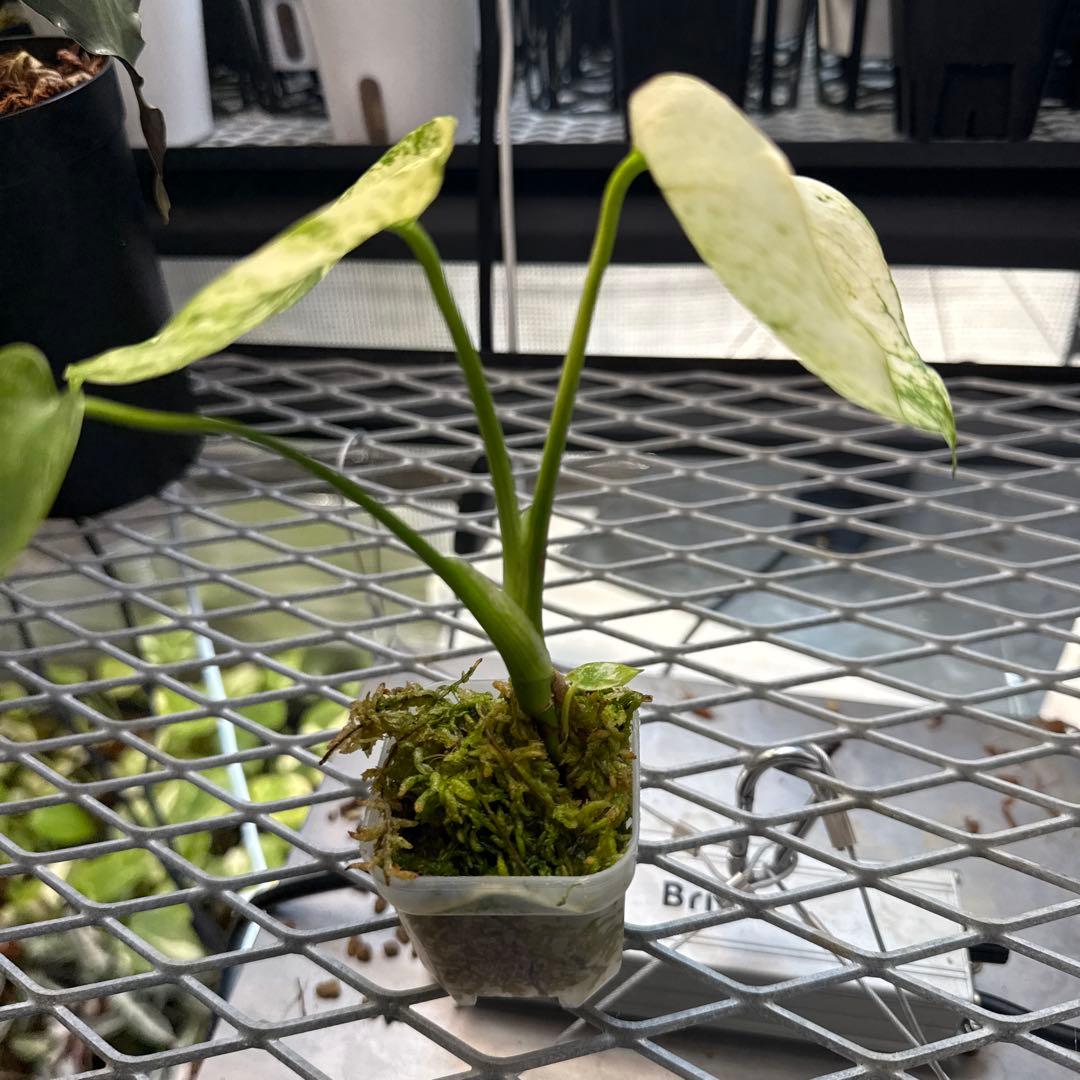 プ*ン様 極上 モンステラ サイアムミント