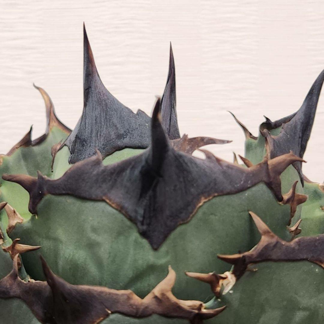 キングアーサー 毒刺産 子株 KING ARTHUR アガベ チタノタ