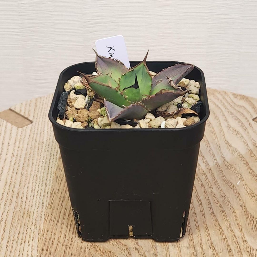キングアーサー 毒刺産 子株 KING ARTHUR アガベ チタノタ