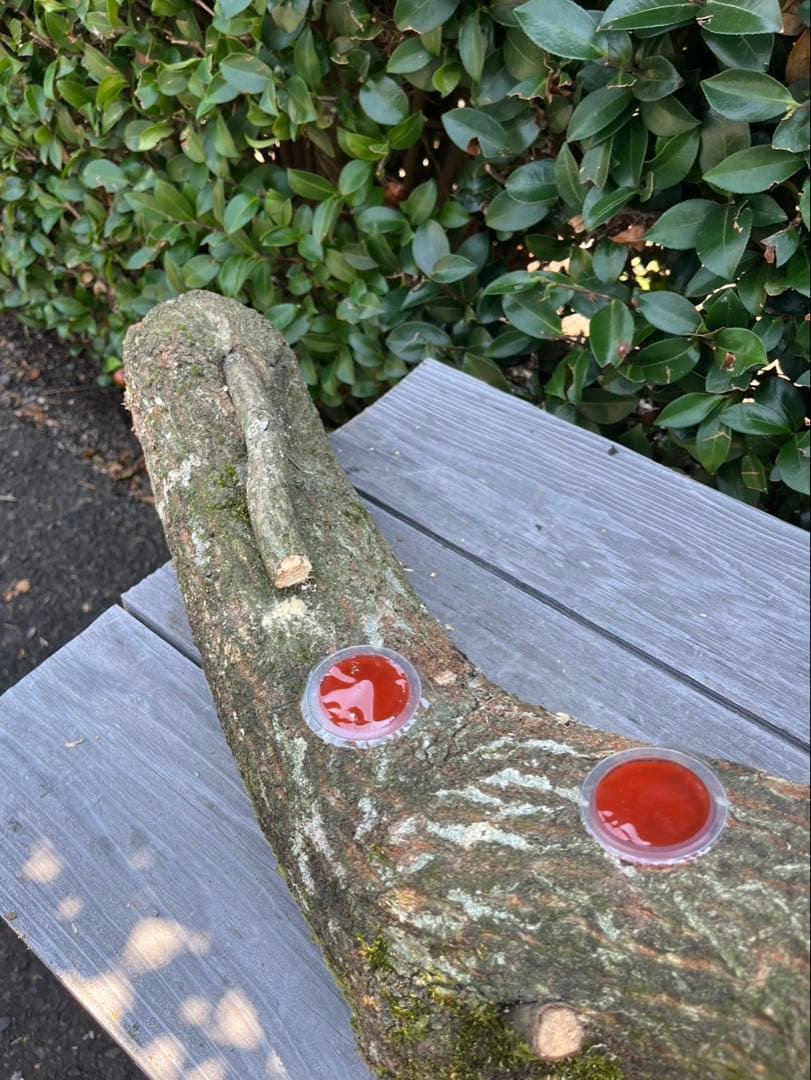 超巨大クヌギ登り木90センチ級　エサ皿　カブトムシ　クワガタ