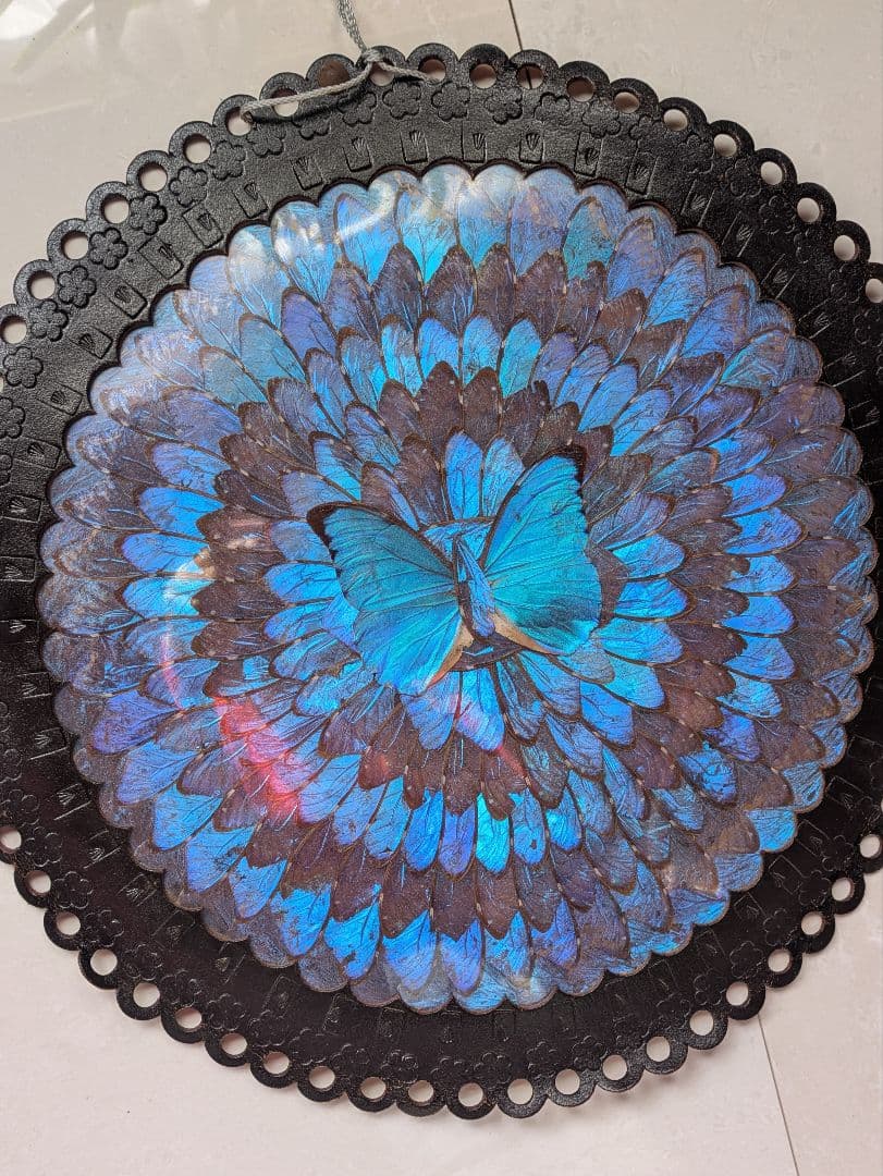 特大 極美☆神秘の輝き モルフォ蝶　美と幸運を招く一枚　Morpho 　標本