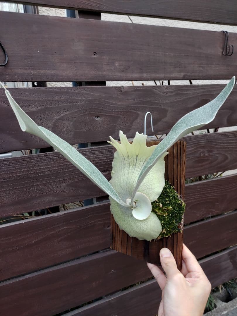 PS-1　株分け　ビカクシダ　コウモリラン