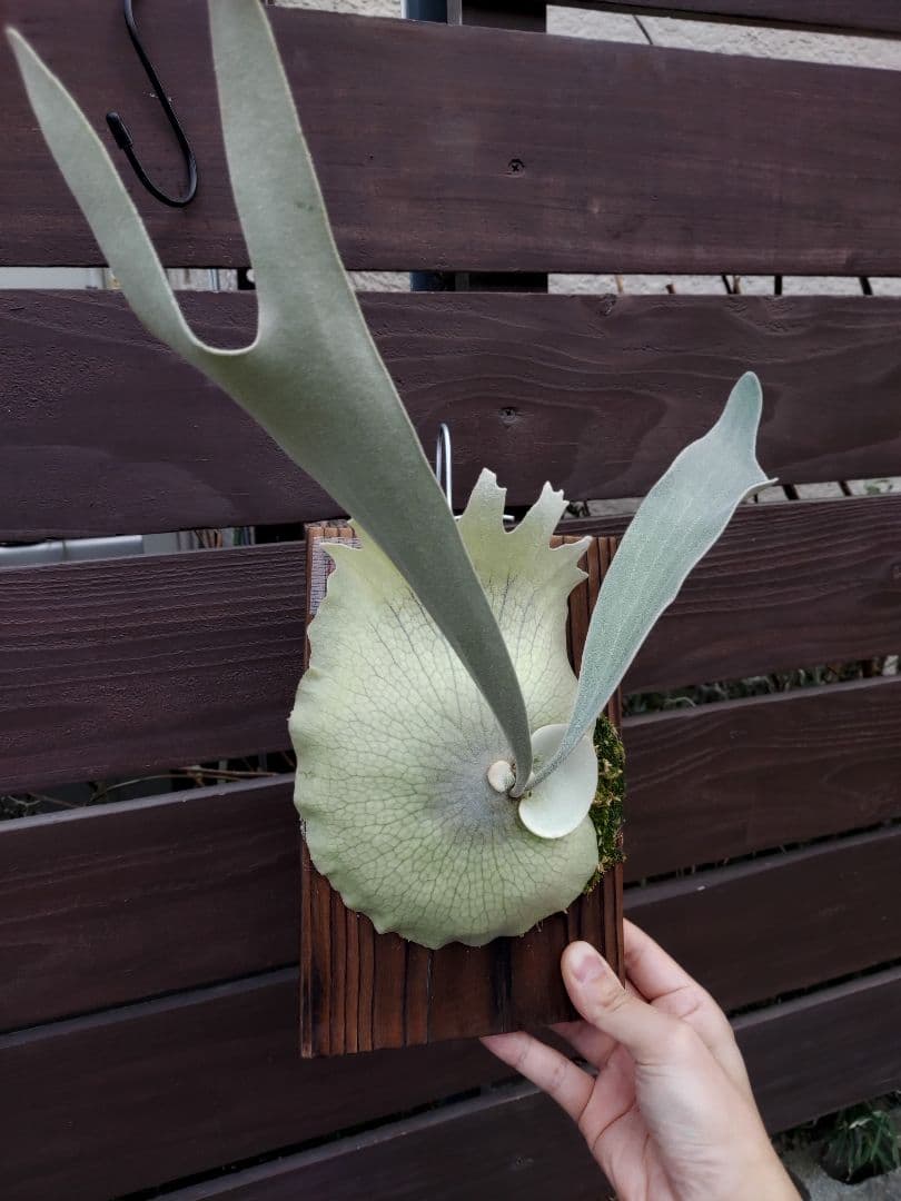 PS-1　株分け　ビカクシダ　コウモリラン