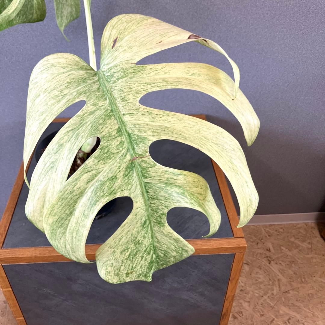 ☆*☆様 超絶希少❗️サイズ大❗️美株❗️モンステラ　フルミント✨