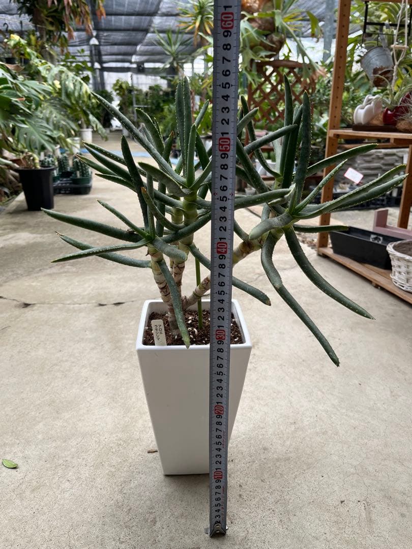 アロエ　ラモシシマ　5分頭