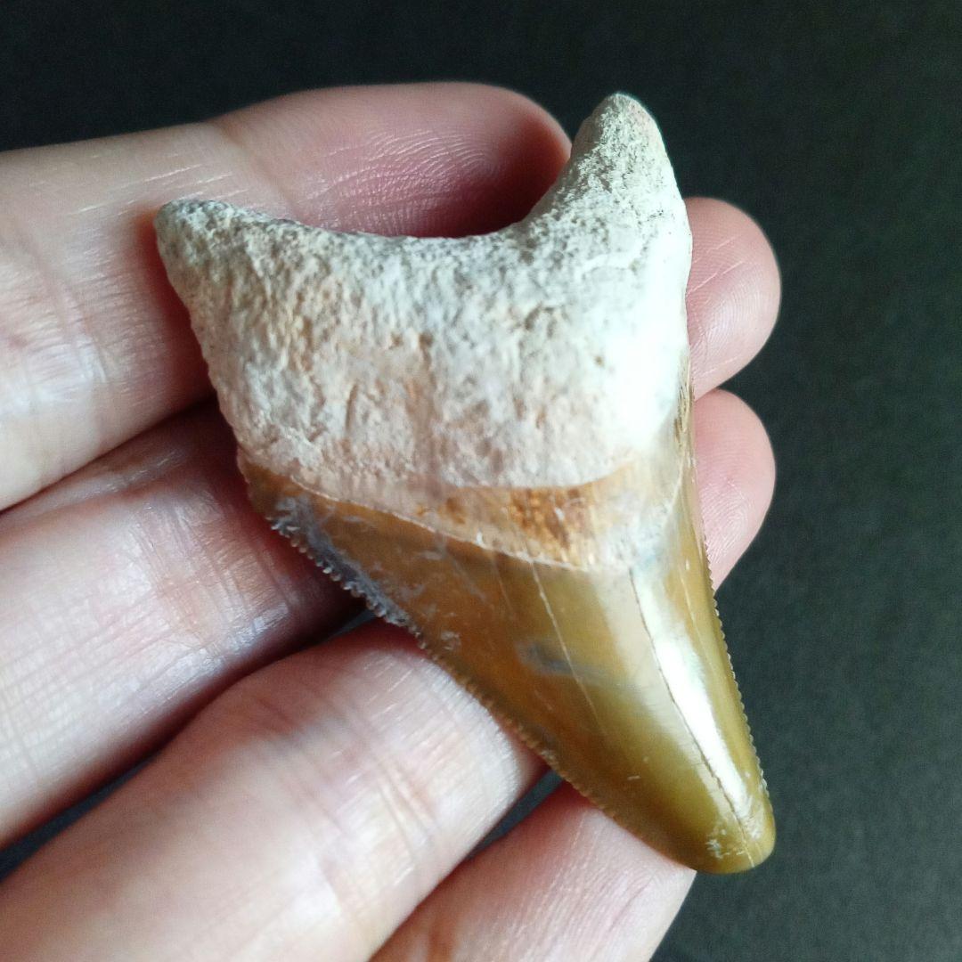 サメの歯　メガロドン　イエロー　完全体　希少