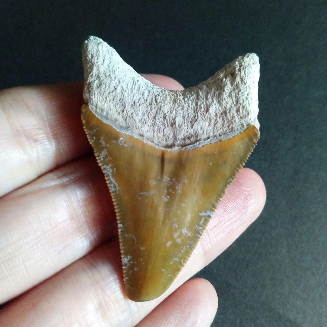 サメの歯　メガロドン　イエロー　完全体　希少