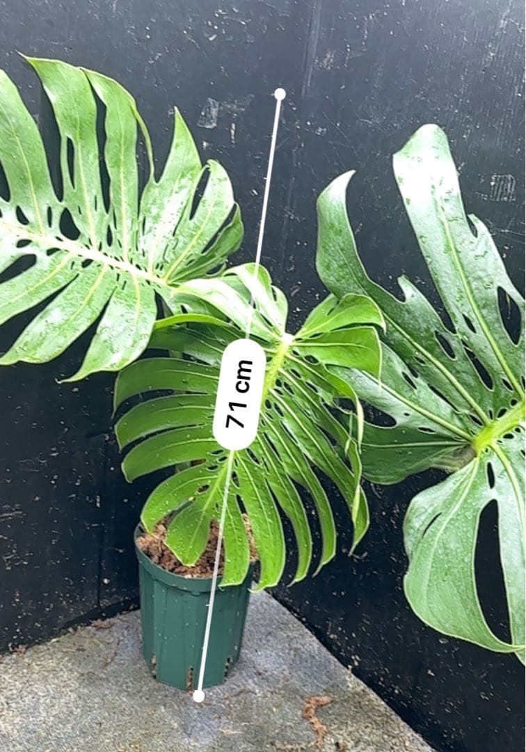 2*4様 モンステラデリシオーサマクロコズム超希少系統鉢植え71㎝