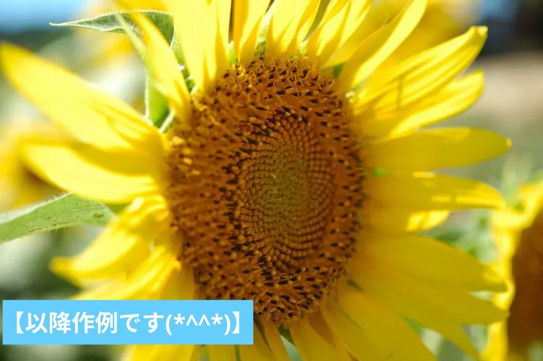 【レア】Tokina AT-X PRO 35mm F2.8 DX Macro