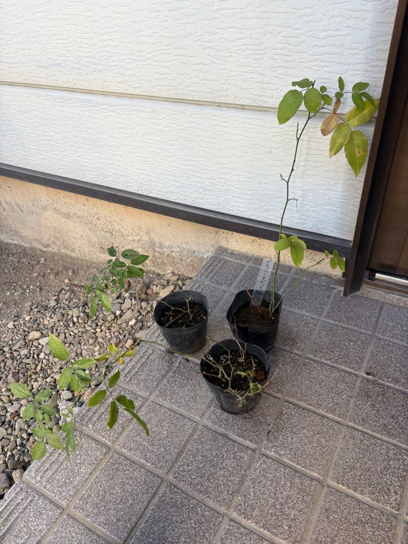 ブラッシュノアゼット オールドローズ 3年生苗 1株 ＊ ポット配送 四季咲き