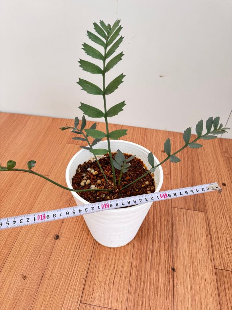 エンセファルトス　ホリダス　17