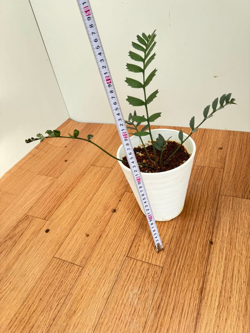 エンセファルトス　ホリダス　17