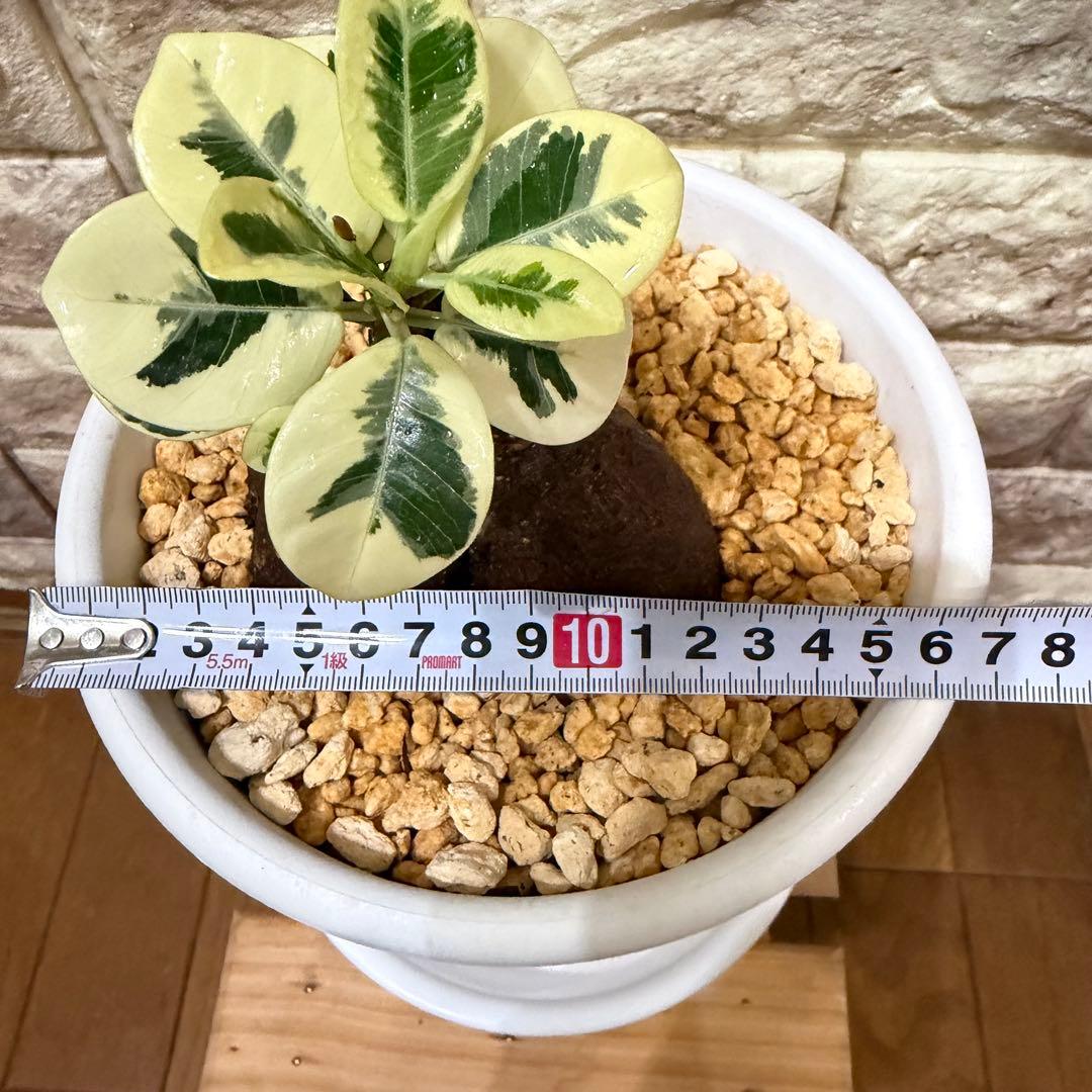 美株 将来有望 パンダガジュマル斑入り 接木株/親株クラス/葉数多/新芽複数