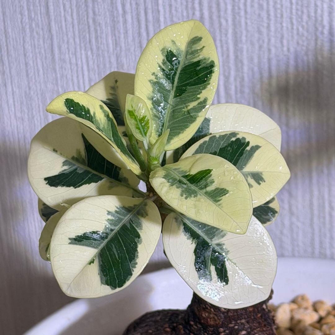 美株 将来有望 パンダガジュマル斑入り 接木株/親株クラス/葉数多/新芽複数