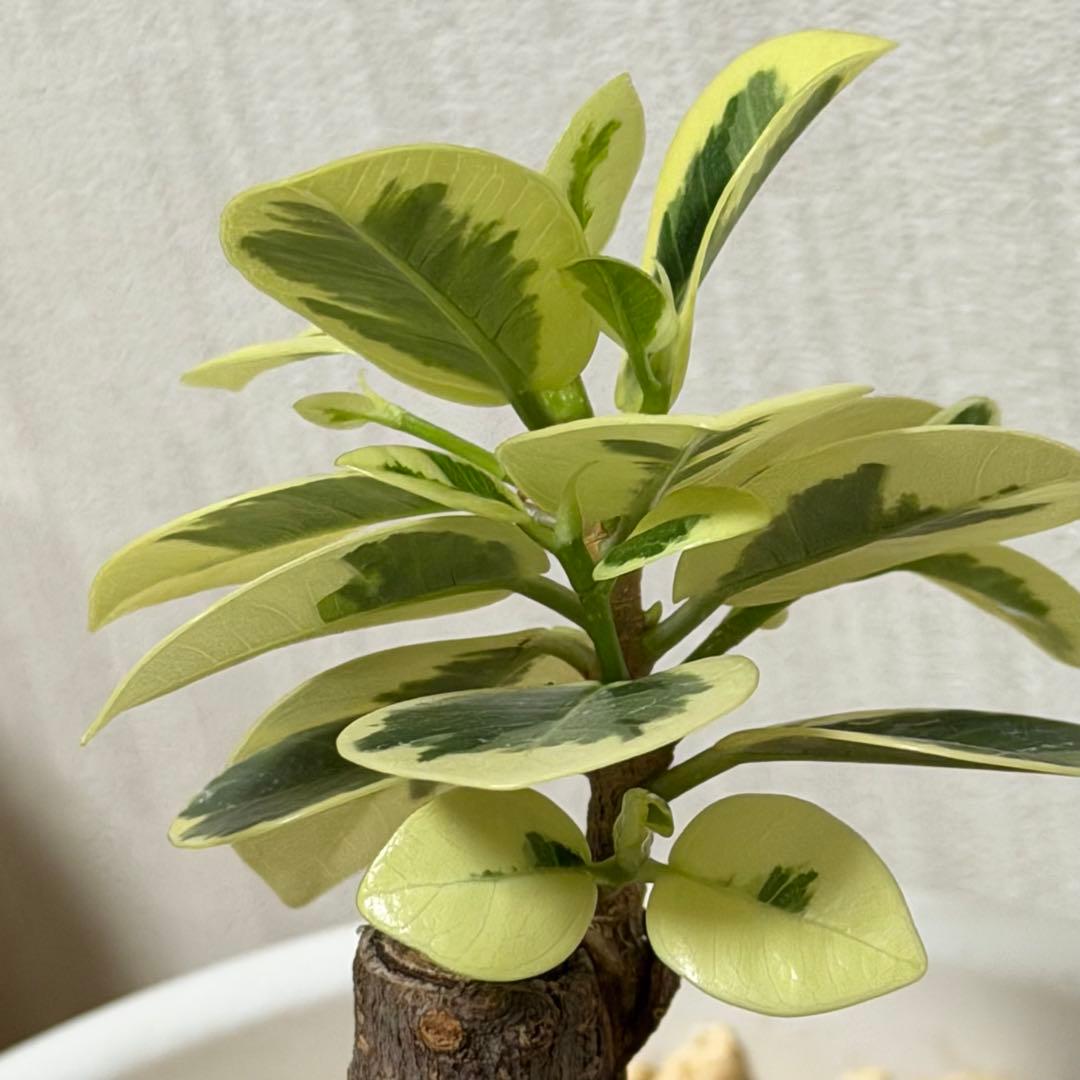 美株 将来有望 パンダガジュマル斑入り 接木株/親株クラス/葉数多/新芽複数