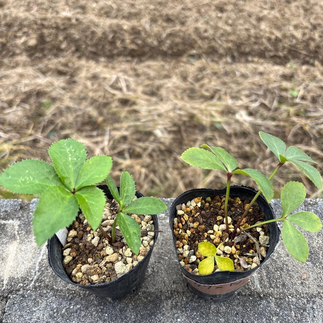 ブラックマジック（整形タイプ）×キラメキレッド⭐︎赤しべ★クリスマスローズ苗