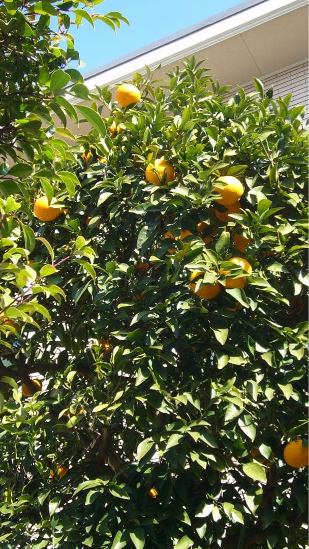 【ライカレンズの描写力！】 パナソニックDCM-FX01(作例あり)