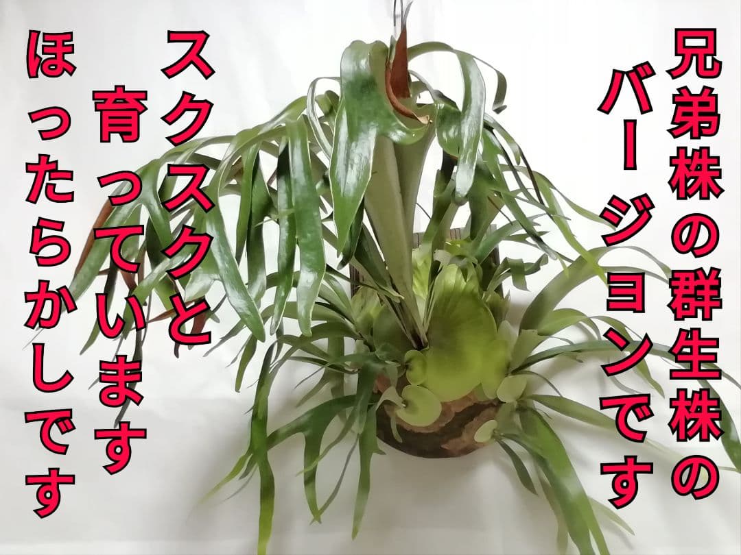 ウイリンキー変異個体株　格好良い大株　育てやすい希少株