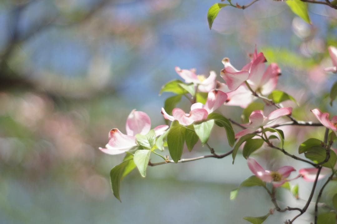 極美フレア_作例有✨ PENTAX スーパータクマー 55mm f1.8 前期型