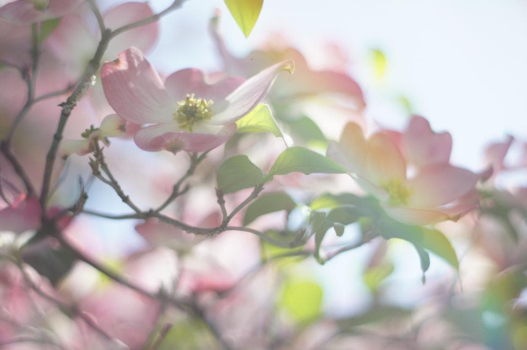 極美フレア_作例有✨ PENTAX スーパータクマー 55mm f1.8 前期型