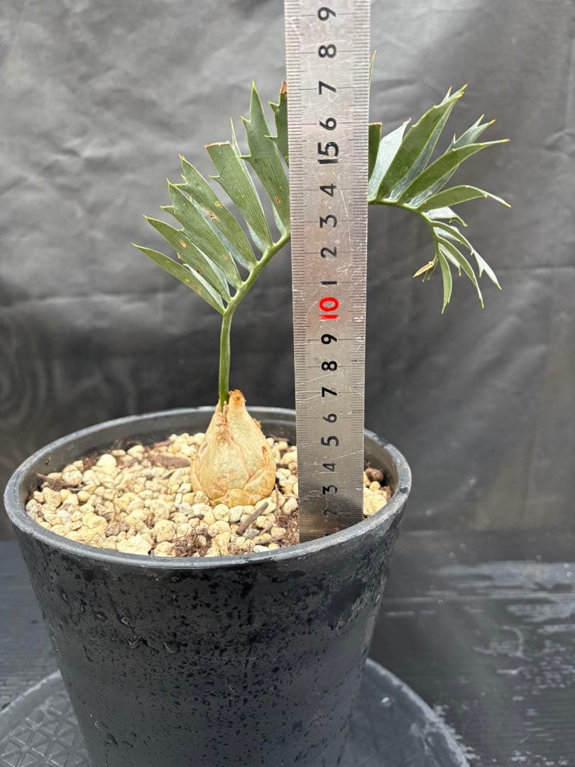 初売りセール　エンセファラルトス ホリダス ドワーフ　4㎝可愛いサイズ