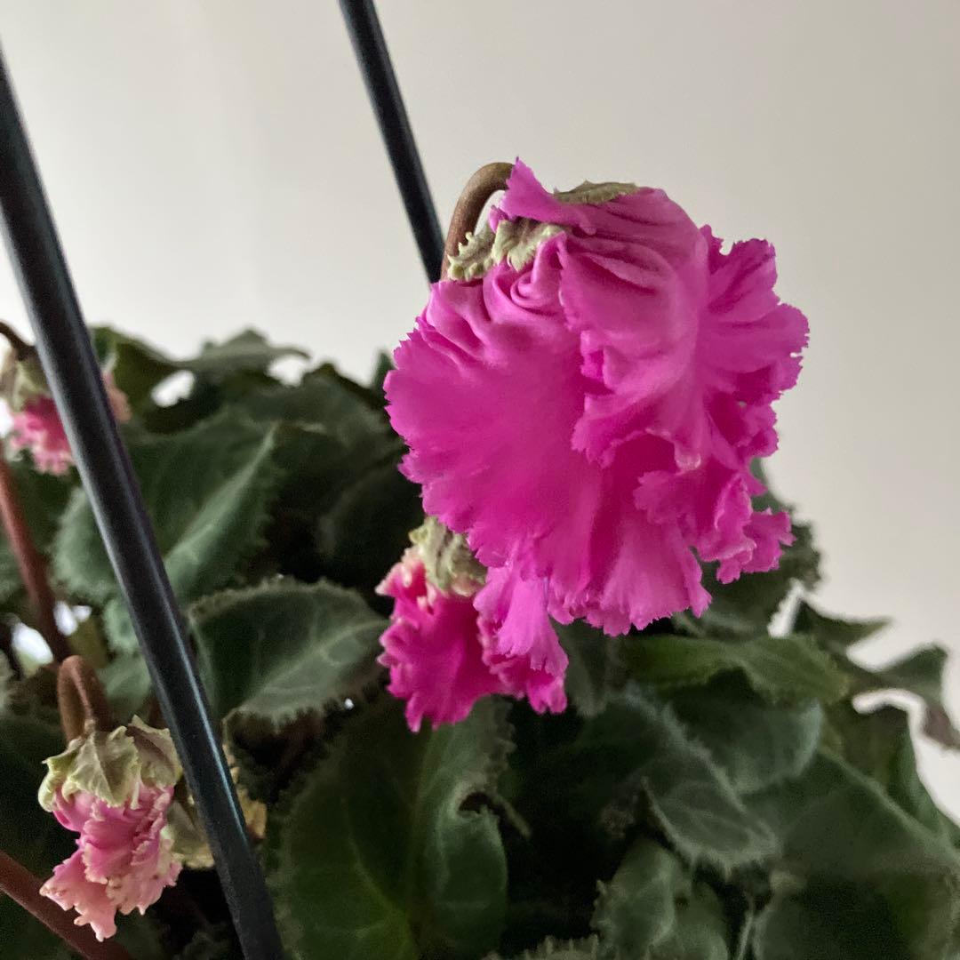 【専用】見上げたくなるシクラメン　フローエル しだれシクラメン　5号鉢①、②