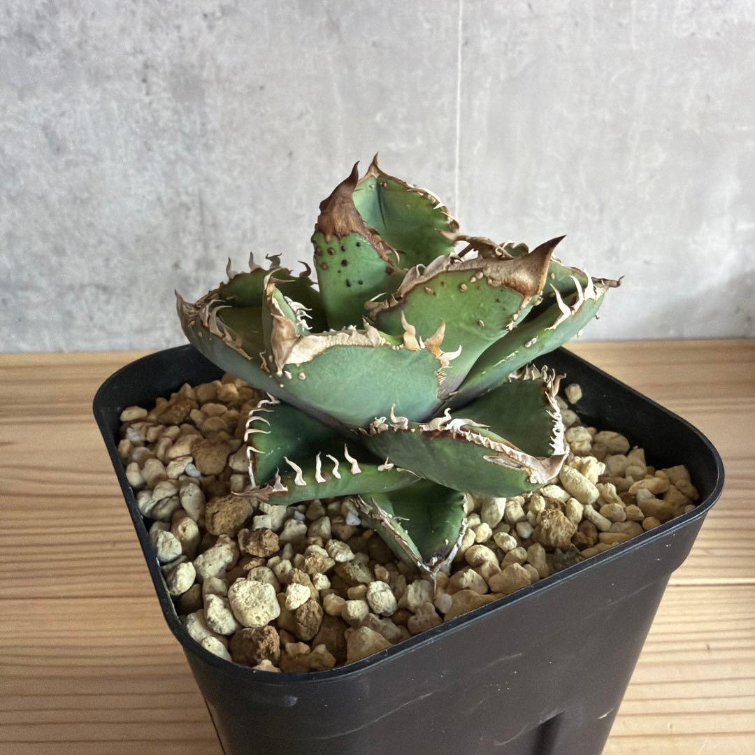 アガベ　チタノタ　冰雹