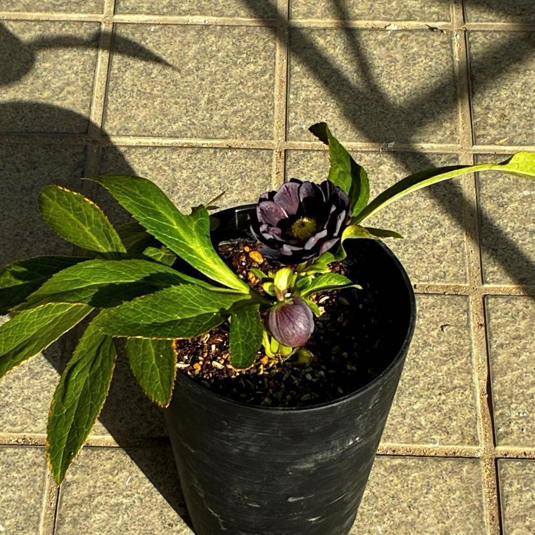 A*️様 3478☘️限定1株☘️未株分☘️花付☘️レア☘️スモーキーダーク⭐️