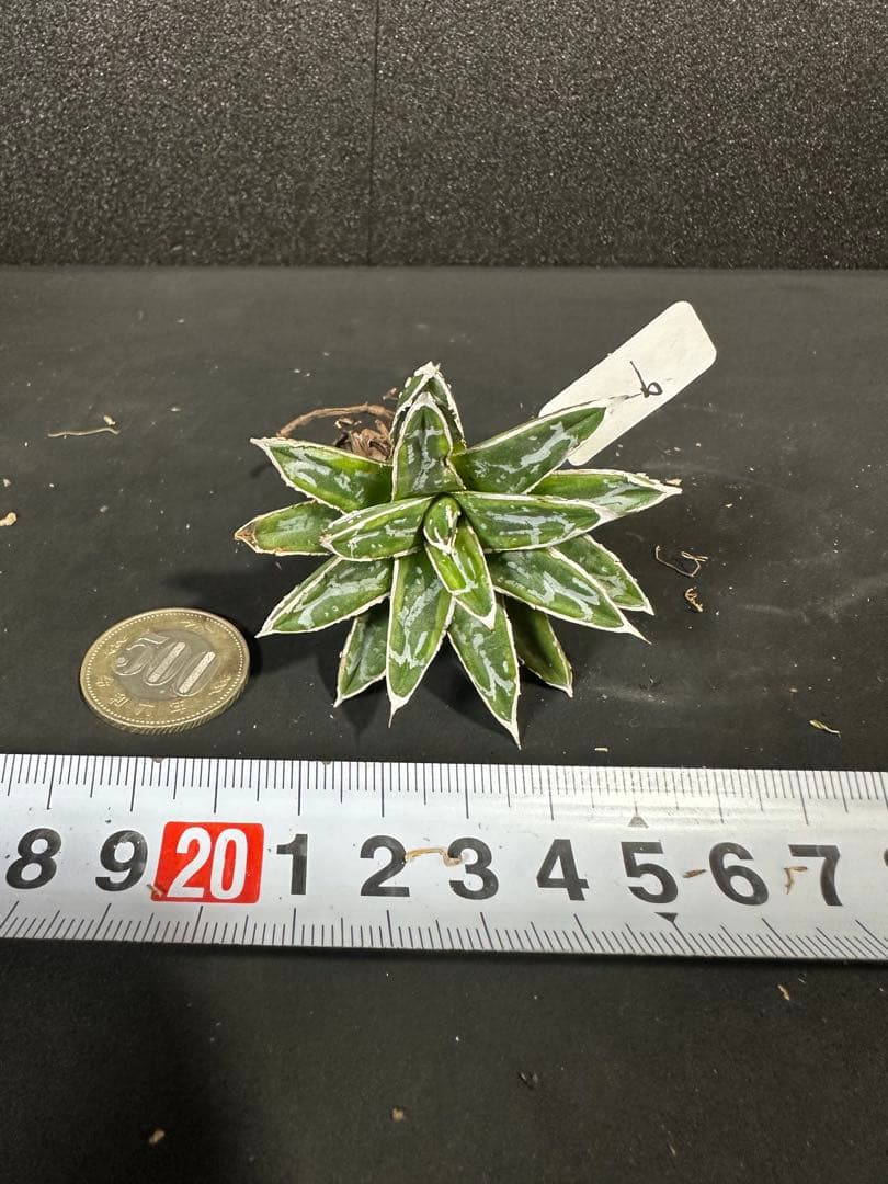 【姫笹の雪　ライムグリーン覆輪　中苗】子株付き