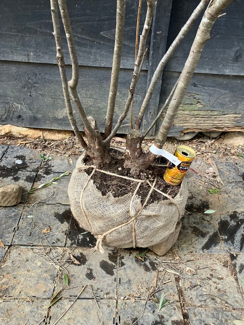 41 山採り　ナツハゼ