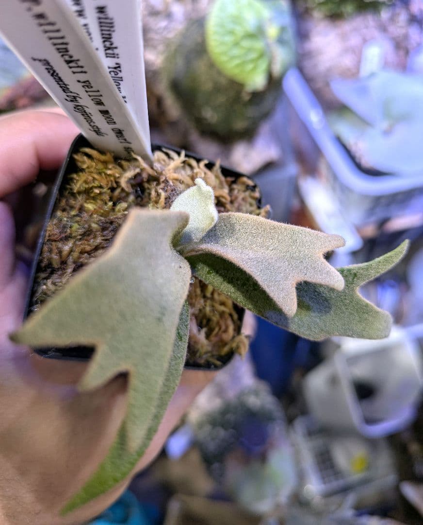 ビカクシダ☆yellow moon dwarf spore②☆selected株