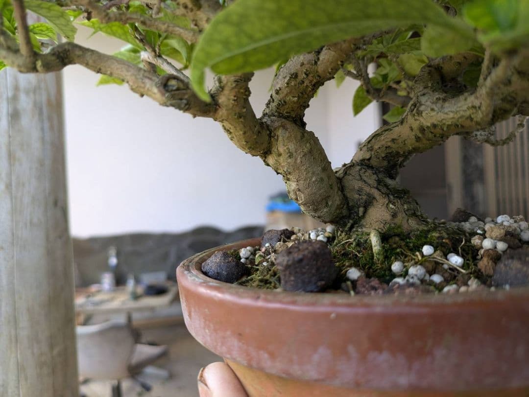 ブーゲンビリア 盆栽