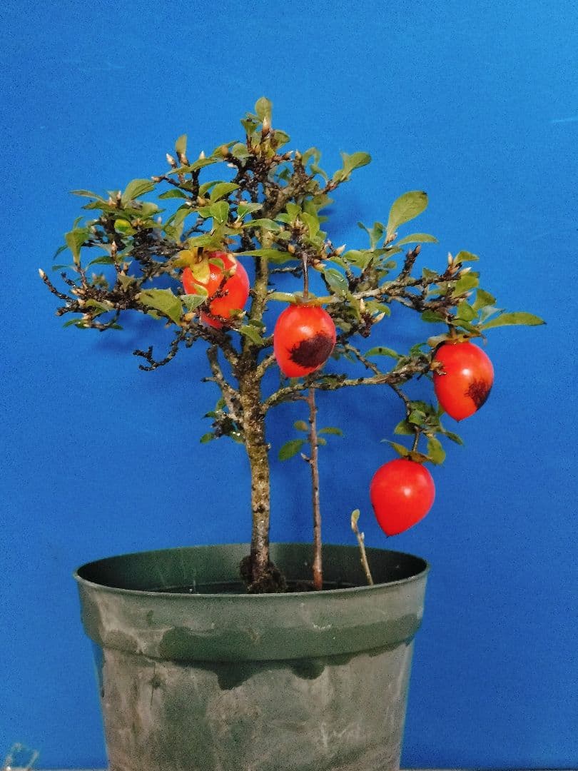 ✿シグナル✿ 老爺柿 メス木 盆栽 観賞用 (E)(G)