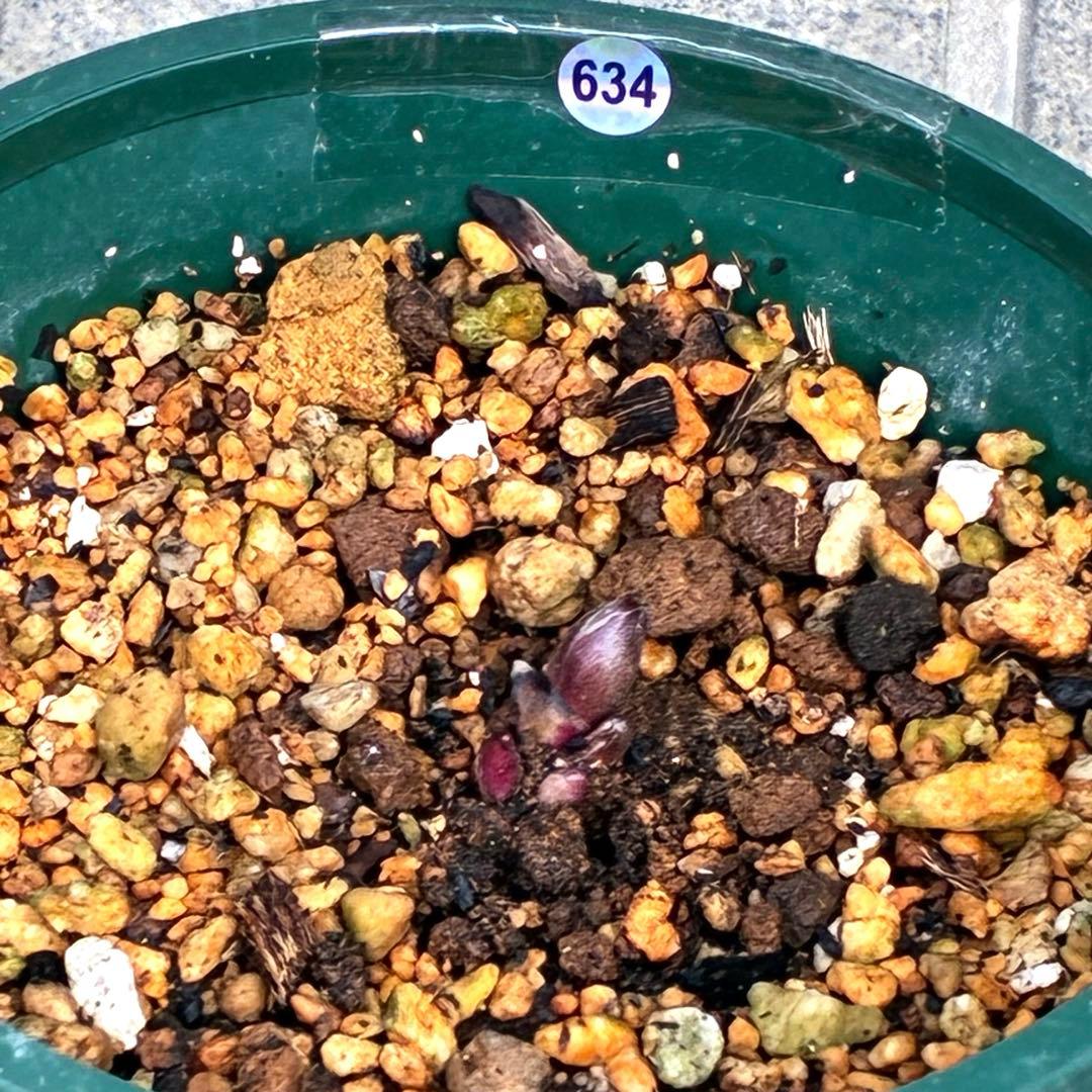 N*e様 ☘️入手困難☘️長期保有株☘️❤️しっかりプックリ新芽❤️634⭐️超