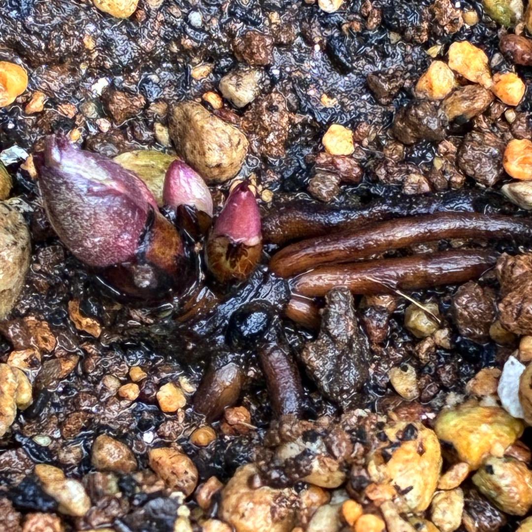 N*e様 ☘️入手困難☘️長期保有株☘️❤️しっかりプックリ新芽❤️634⭐️超