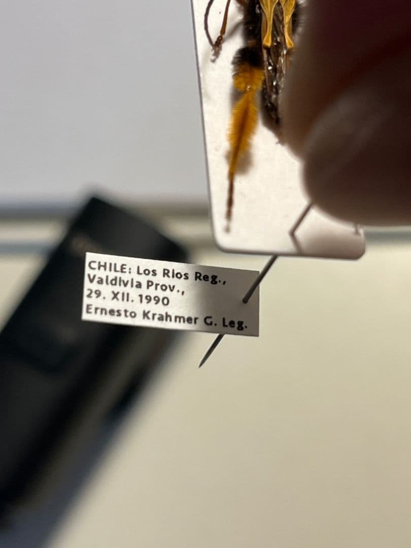 【天牛最美麗種】チリケブカホソコバネカミキリ 標本 とんでもない甲虫