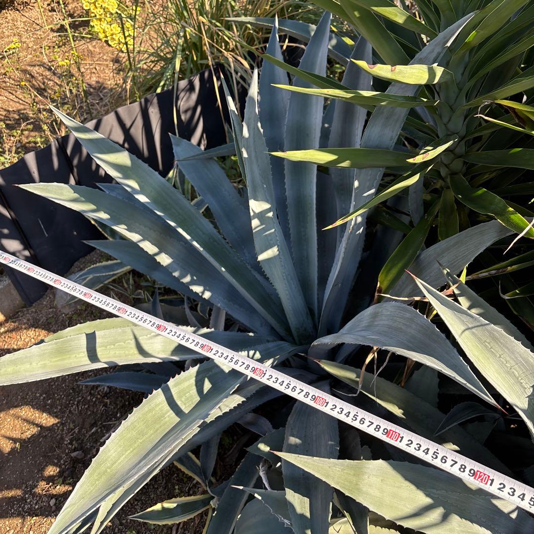 特大　巨大　アガベ　アメリカーナ　オアハカエンシス　ドライガーデン　34
