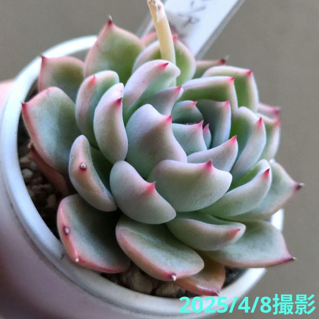 136. 多肉植物 キャラリアン 830円【抜き苗】